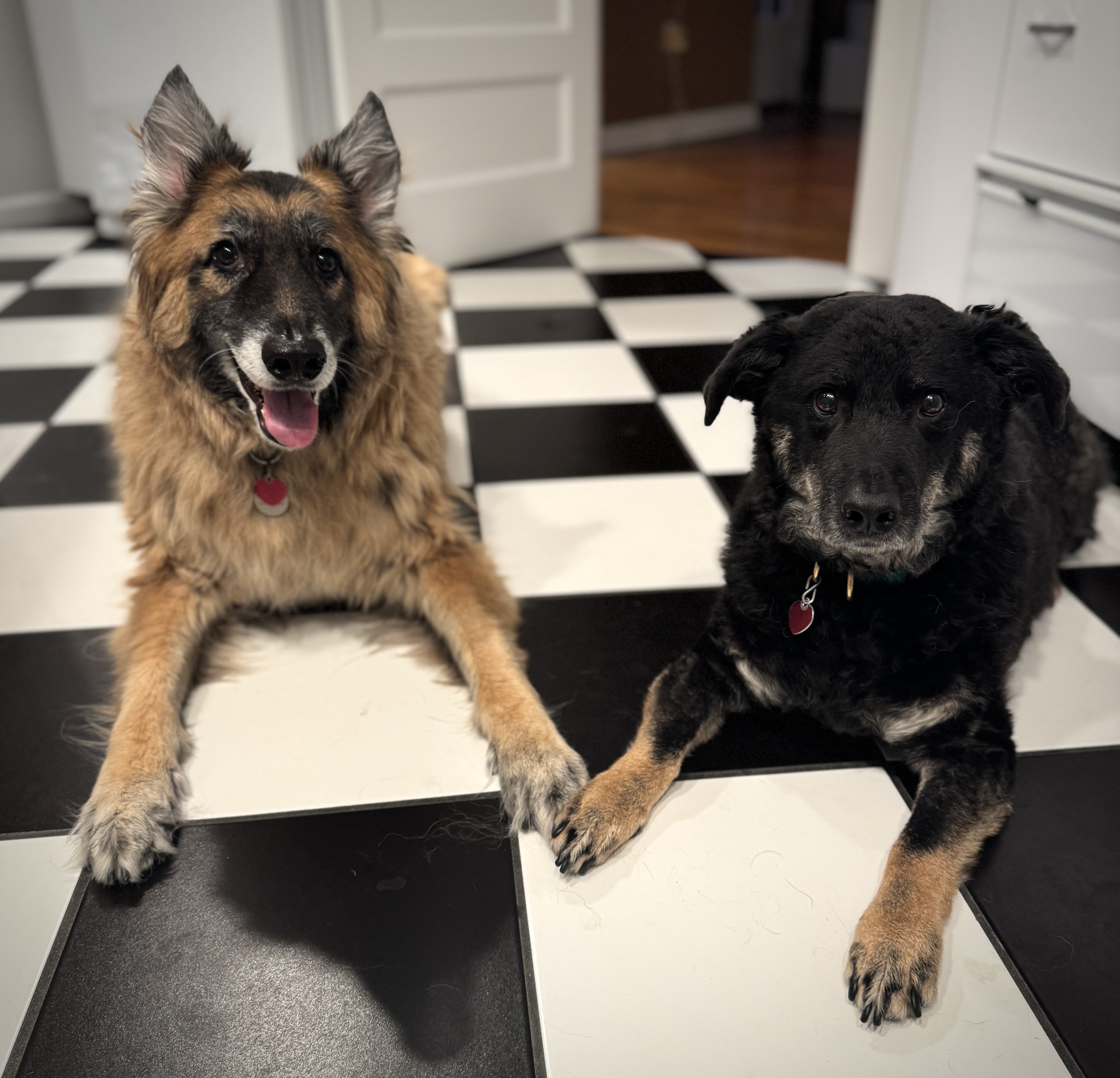 Pokey and Merlin